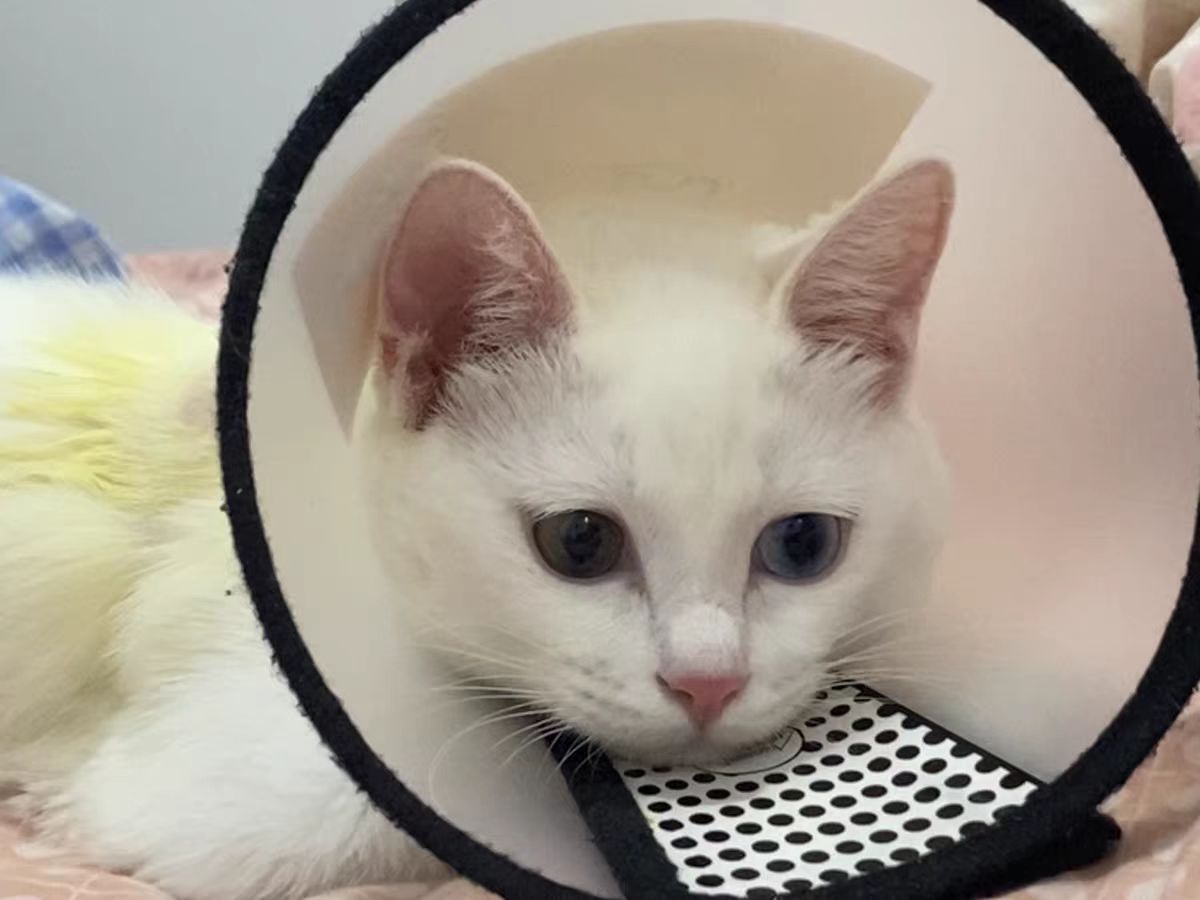 顶级品牌最佳体重管理猫粮,猫控制猫粮