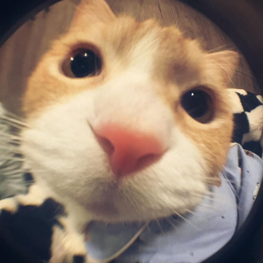 萌萌小猫头像大全可爱,动物头像猫咪可爱