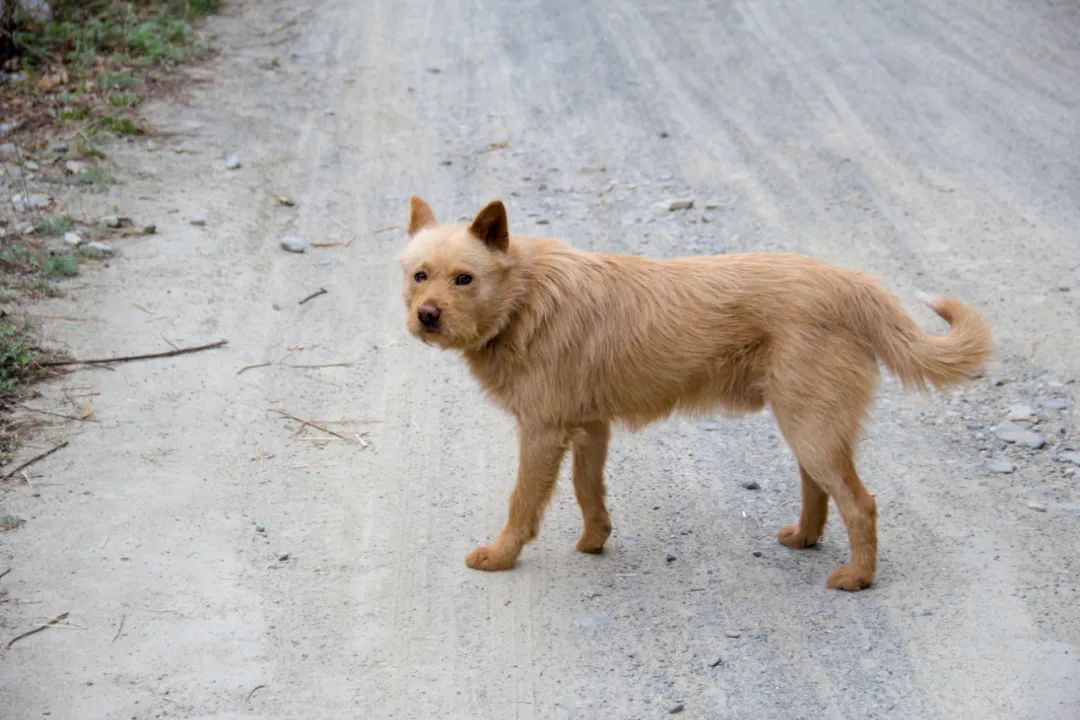 疫情让秦岭山村变得更加寂静，寻访秦岭坪沟，尽量不主动接触村民