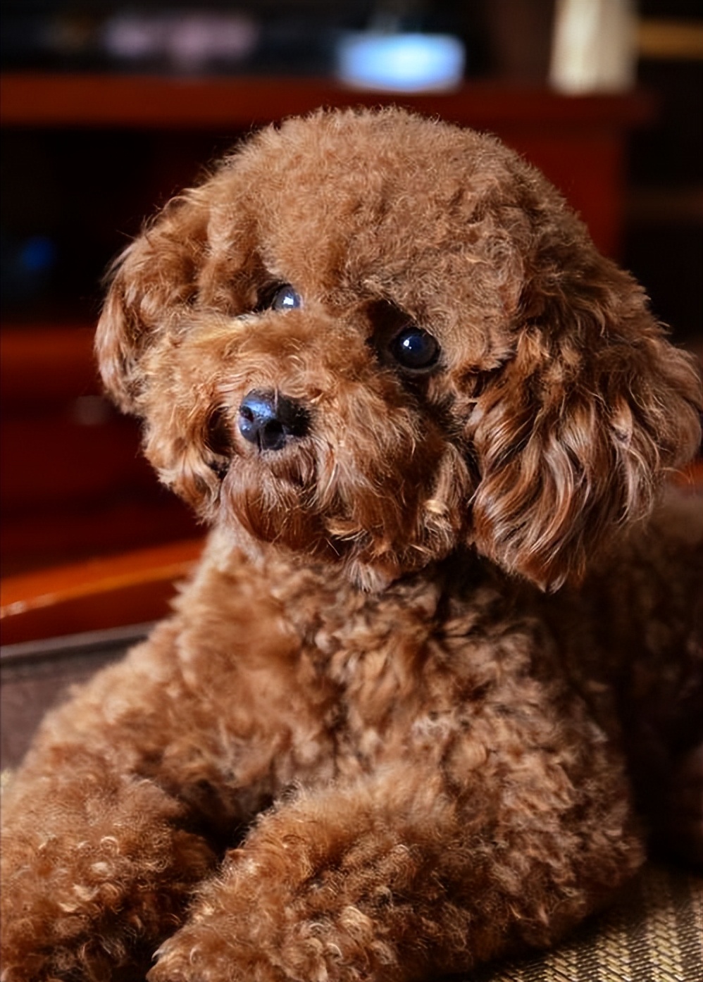 忠诚聪明老实便宜可爱跑得快的狗,什么狗无体味不掉毛聪明好喂养