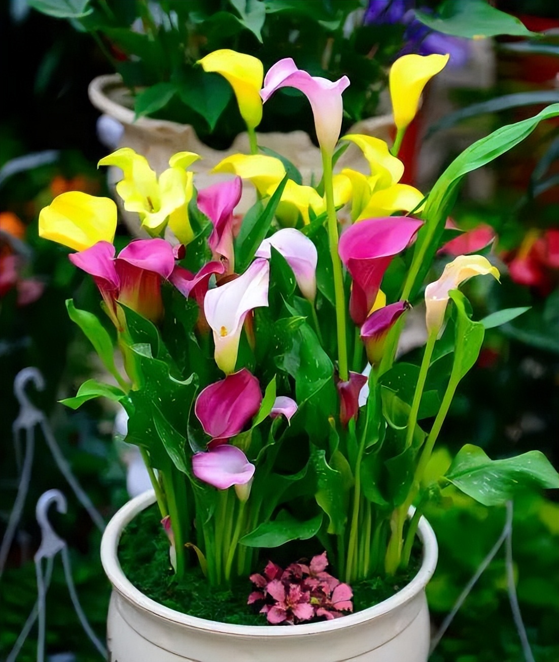 这3种花漂亮又好养1年能开300多天,5种花超好养漂亮上档次