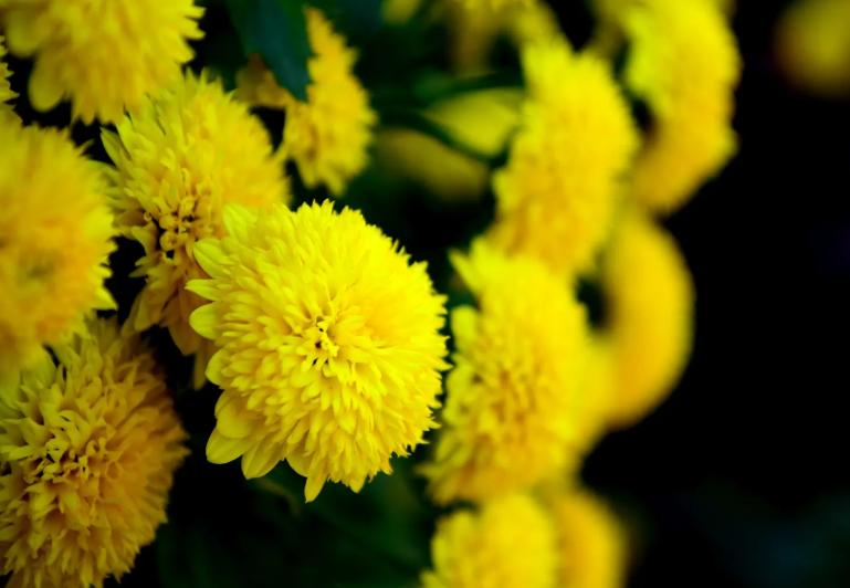 秋冬喝什么花茶最好,秋冬喝什么花茶最好养生