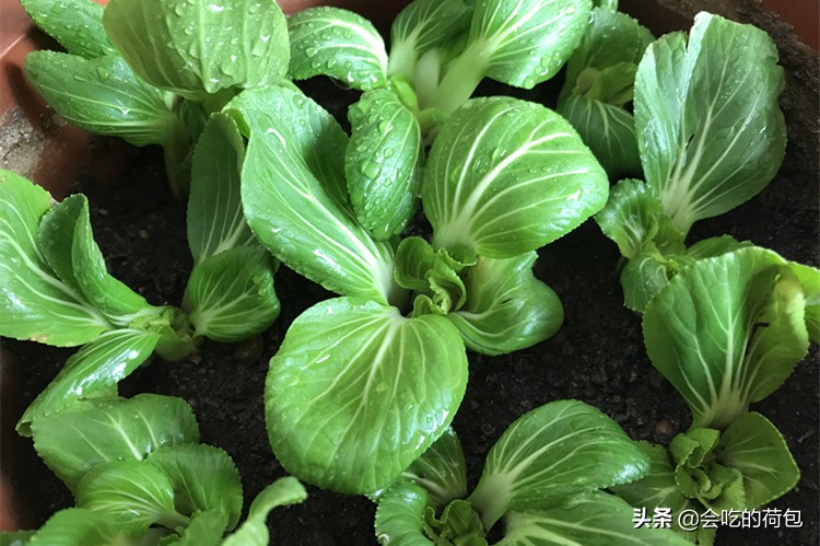 各种蔬菜的保鲜储存方法,各种蔬菜的储存保鲜方法