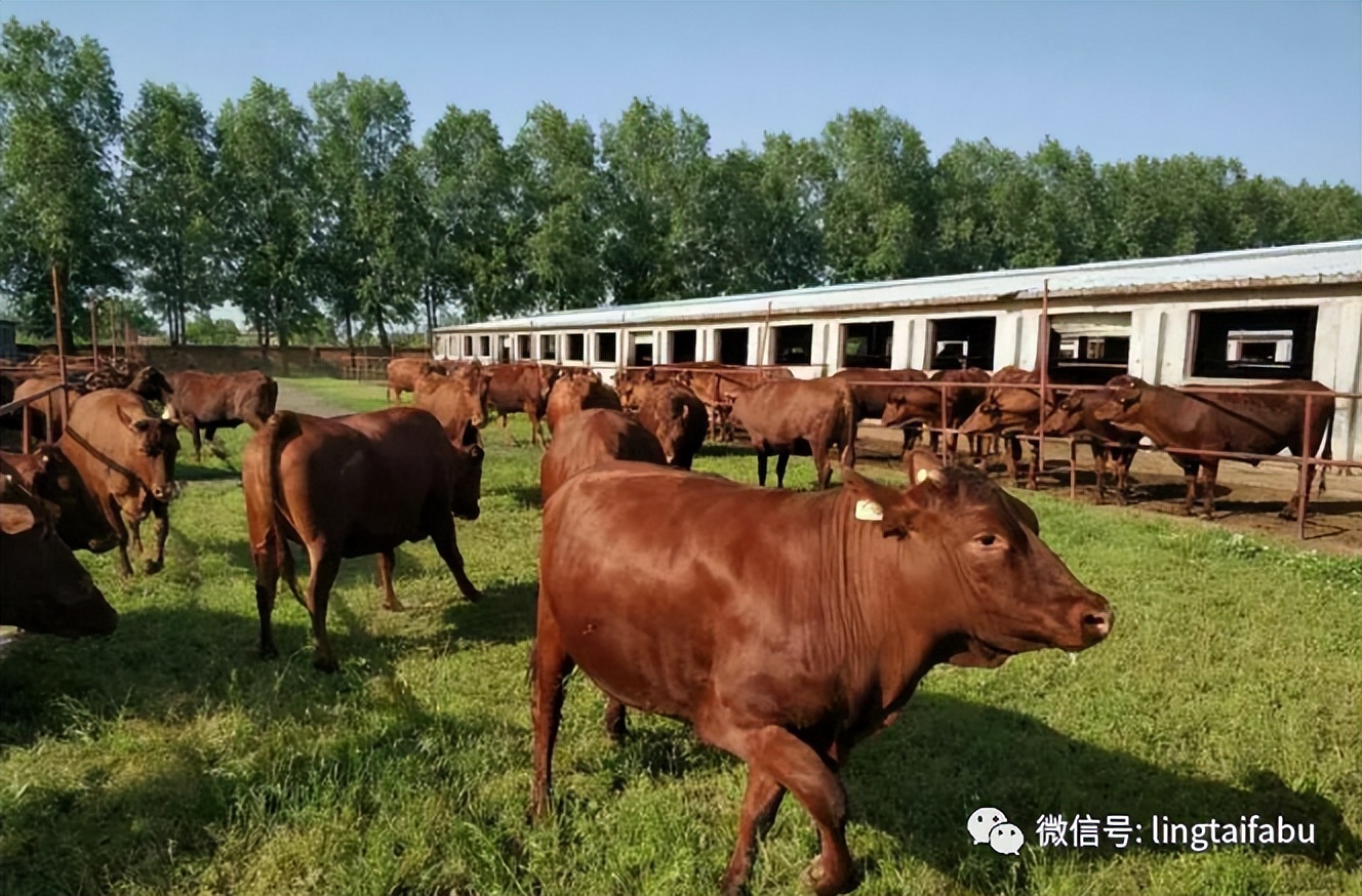 灵台主要产业,灵台县产业发展政策