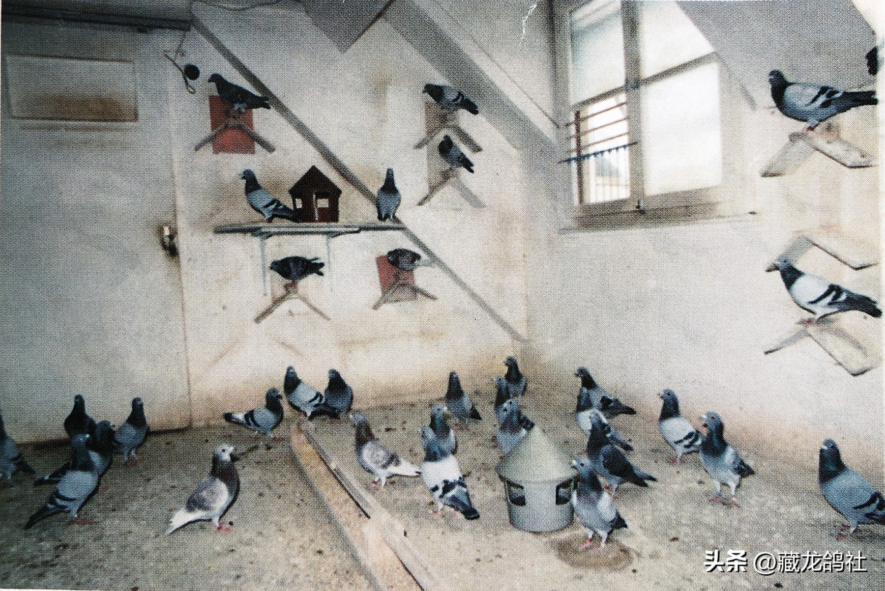 激发赛鸽潜力的方法,怎样让赛鸽保持巅峰状态