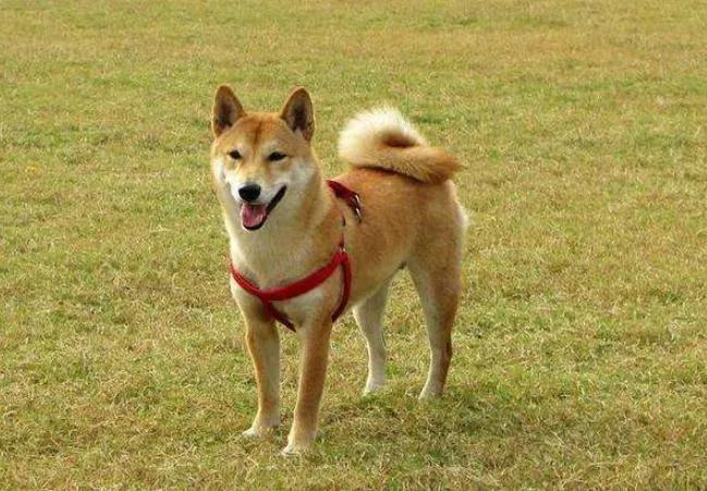 澶稿紶璇寸嫍,鐜勫璇寸嫍