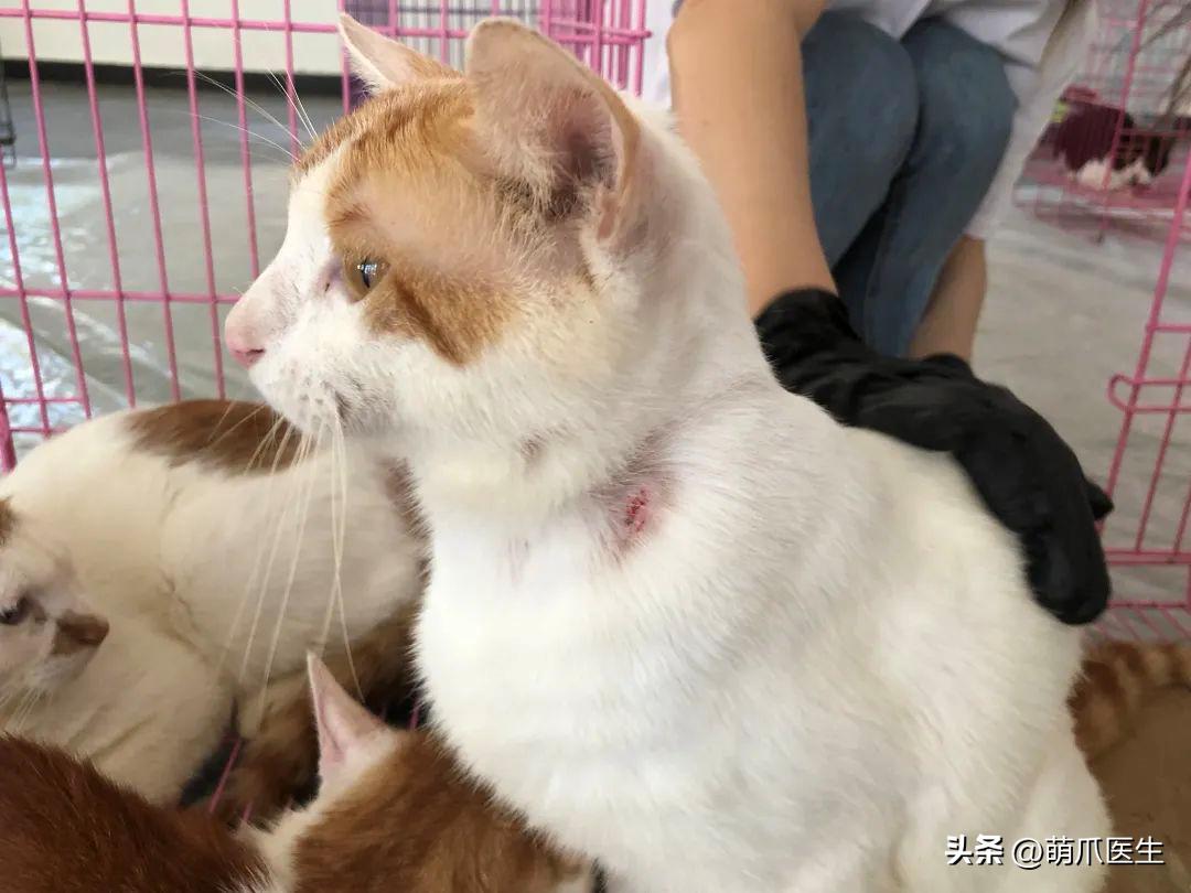 有的猫身体很软有的猫就硬,有的猫就是天生的坏种