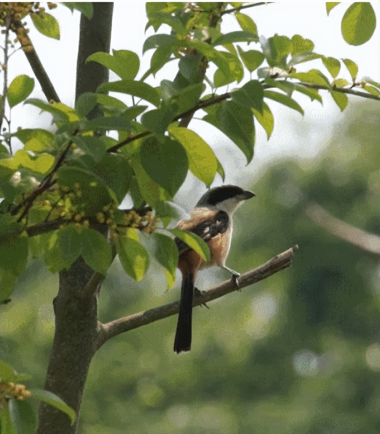 家底大揭秘！深圳究竟有多少“神奇生物”？