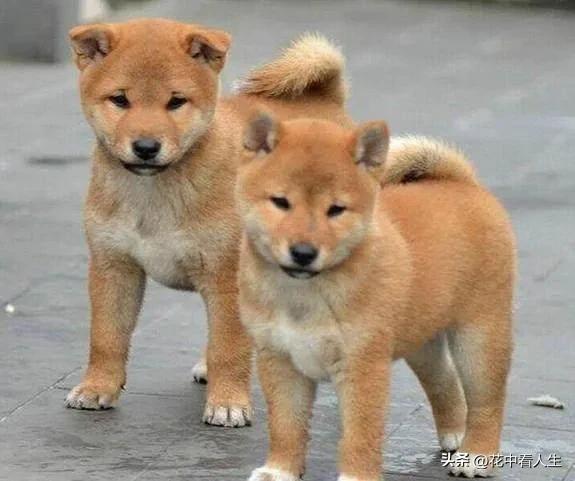 一人一狗的经典故事,一人一狗的故事完整版