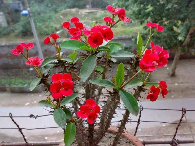 家里不能养的10种花,家里不能养的四种花