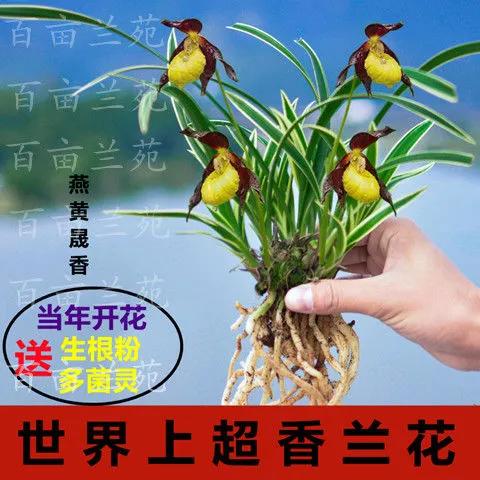 网购兰花如何防骗,如何在网上买兰花不上当