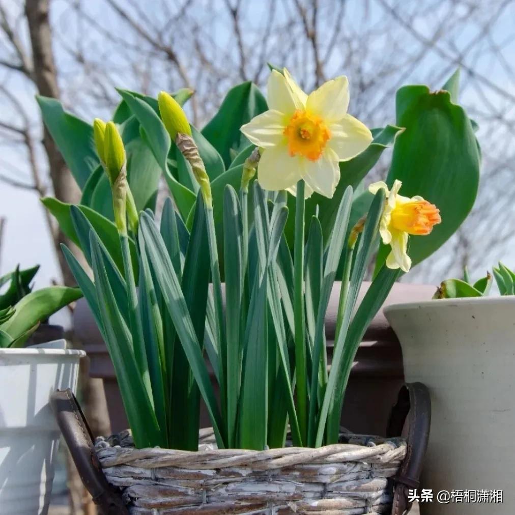 这种花养护非常简单,4种花随便一养就爆盆