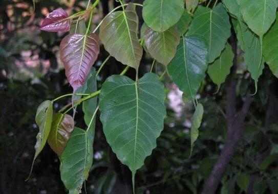 菩提树风景视频,菩提树唯美视频