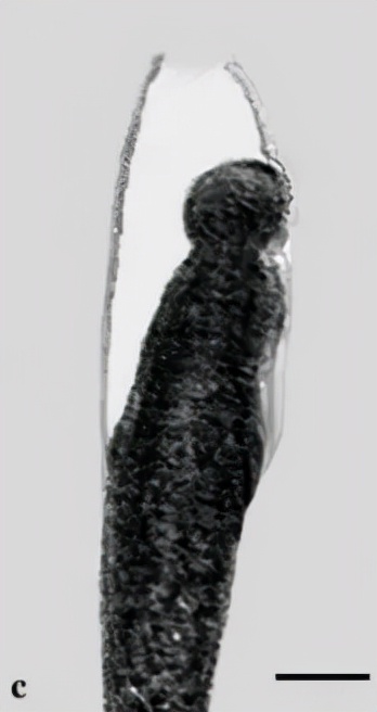 水产养殖霉菌怎么处理,水产养殖杀水霉方法