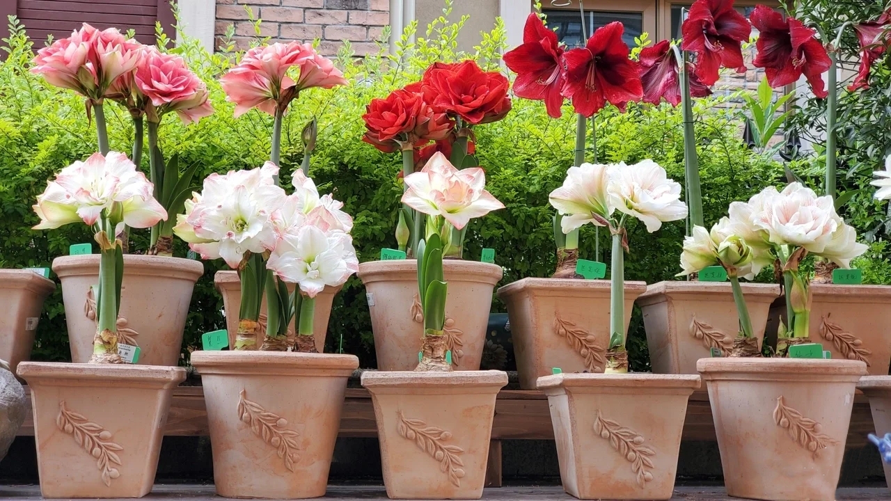 100种花能养在阳台上，50种开花的，40种绿植，10种蔬果