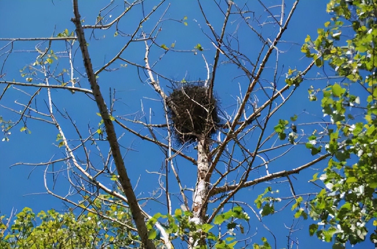喜鹊的窝杂乱不堪为什么不怕风雪,喜鹊窝搭得乱七八糟为何不怕风雪