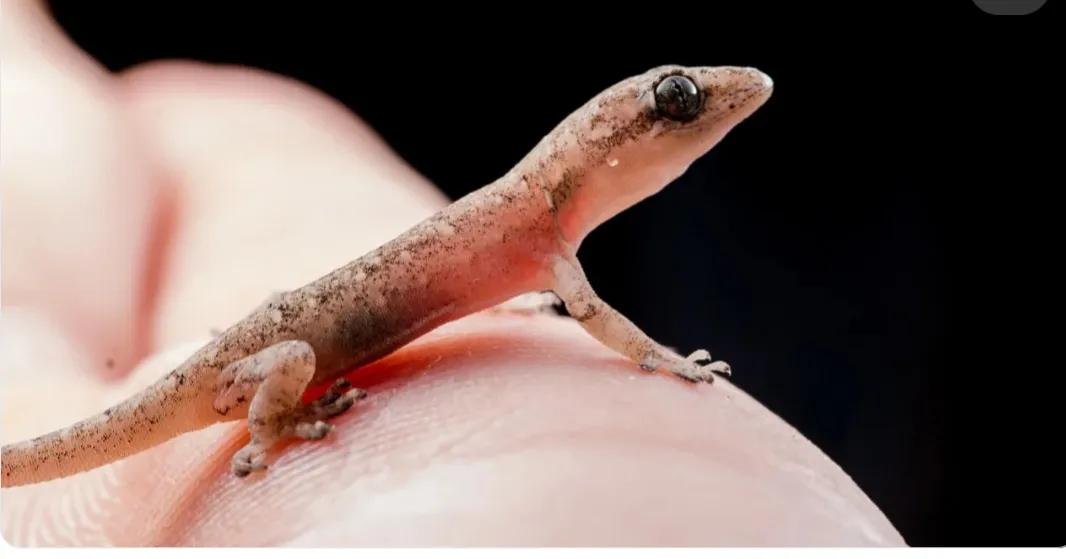 12米的蛇农村土狗见了它害怕吗,农村土狗蛇