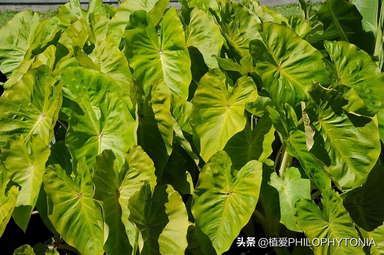 室内大叶片的植物有哪些,有颜色的植物适合室内养殖