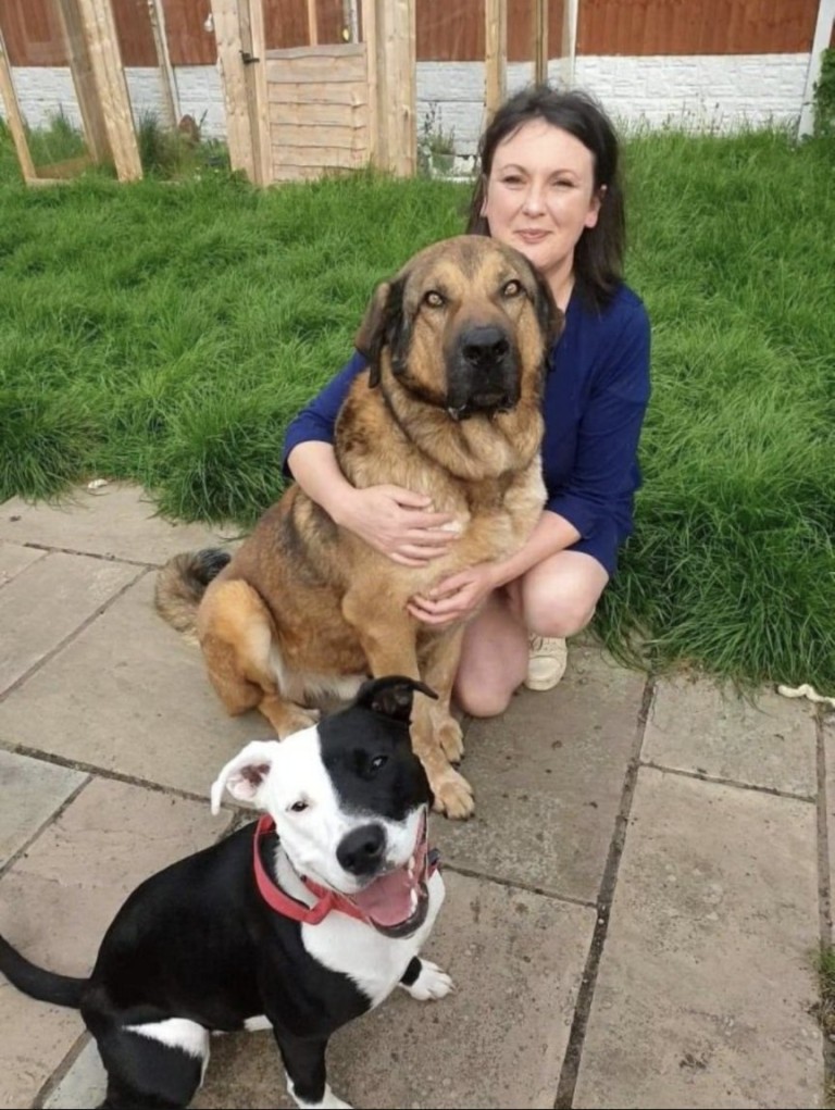 英国最受欢迎的宠物狗,英国最受欢迎的十大名犬