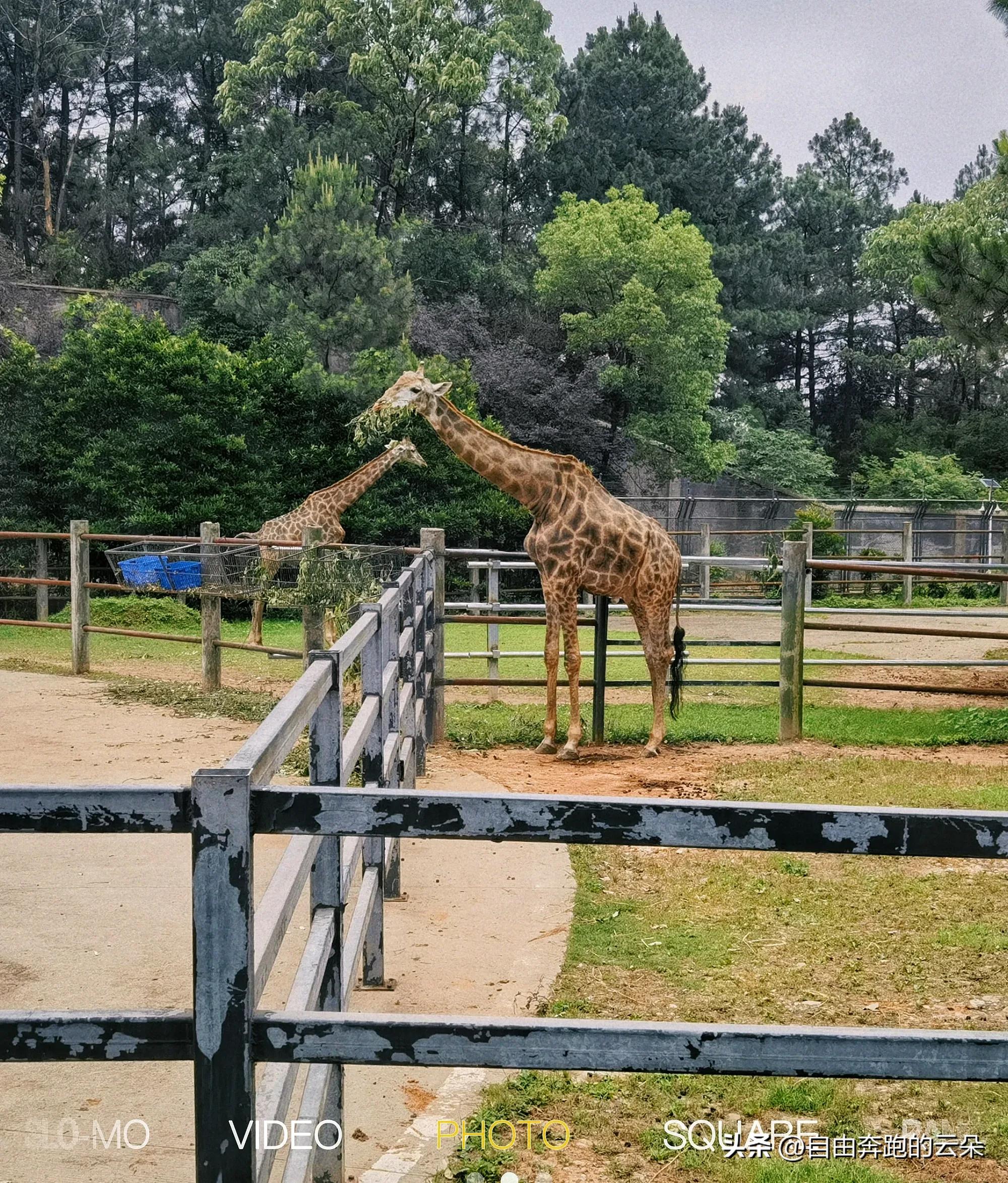 长沙生态动物园门票小孩免费吗,长沙生态动物园门票多少钱一个人