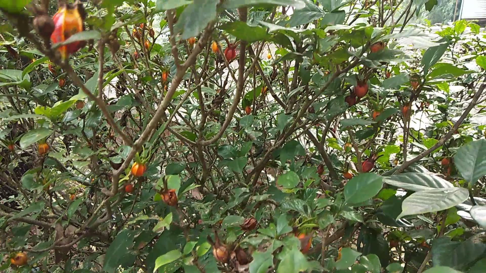 栀子能和什么一起泡,栀子可以每天泡水喝吗