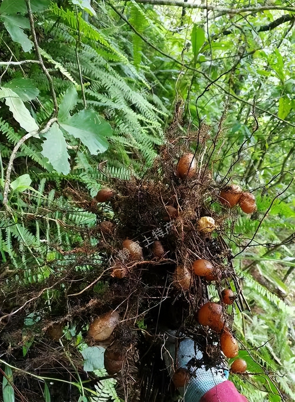 天鹅蛋的故事视频大全,天鹅蛋的故事完整版