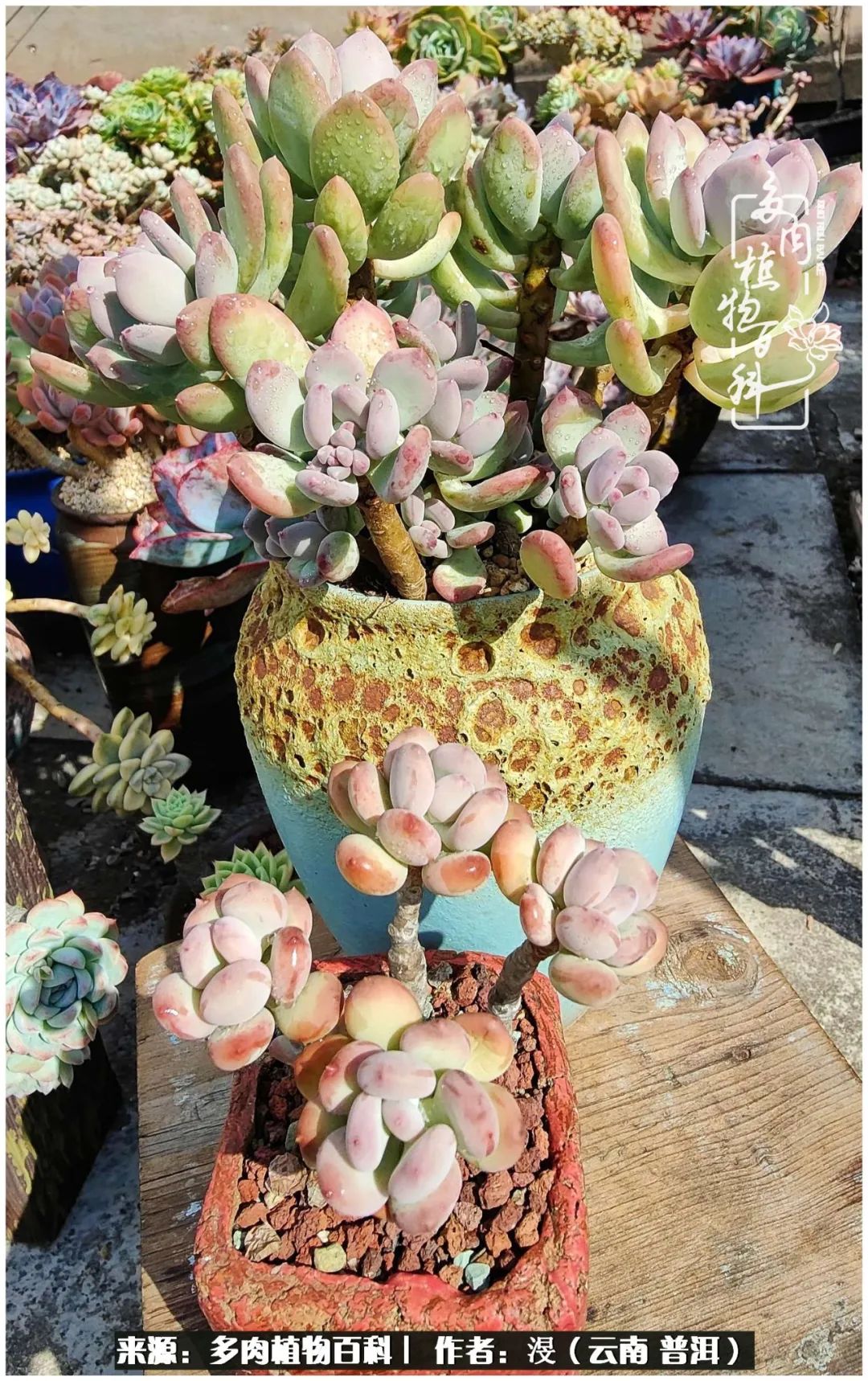 云南的冬天没有云！养肉七年，不谈得失，只论陪伴！