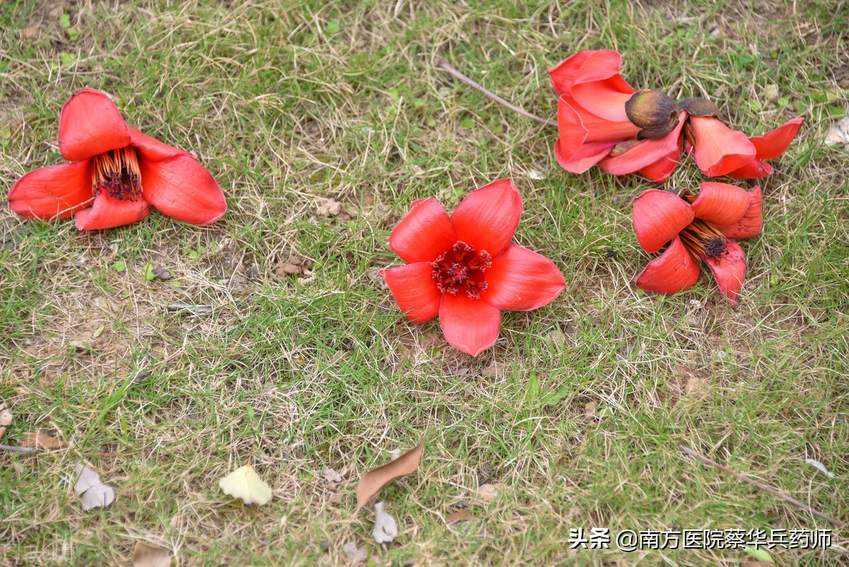 木棉花可以治痔疮吗,木棉花治痔疮什么用法