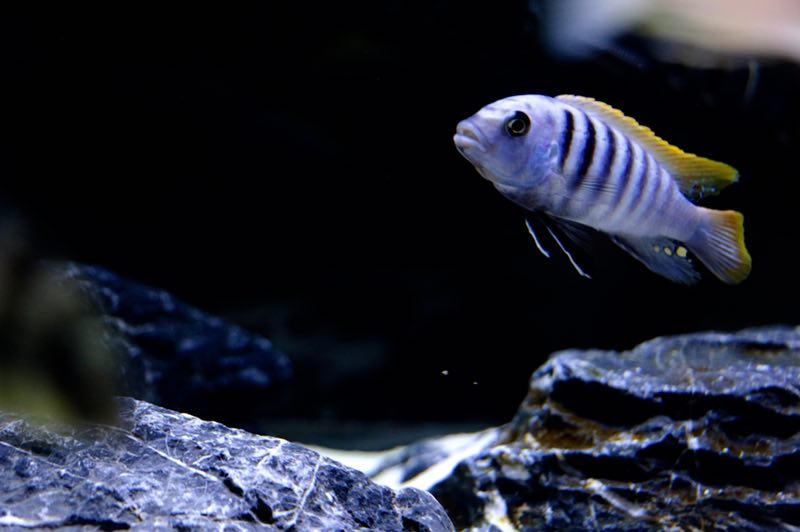 三湖蝴蝶可以和三湖慈鲷混养吗,三湖慈鲷可以再加些三湖慈鲷么