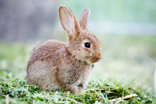 兔子用后脚大力踏地,兔子的行为表示什么