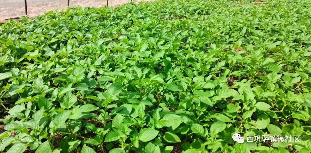 小薯苗脱贫致富项目,小土豆撬起致富大产业