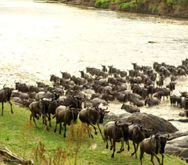 为什么角马长得像牛却叫马,角马长得明明像牛为何叫马