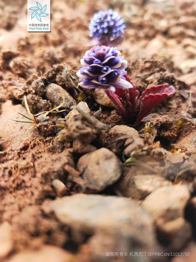 Nice兔meetyou,“属兔”的植物你知道多少?