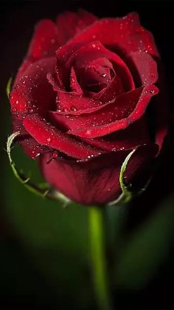 唯美玫瑰花壁纸图片,玫瑰花海唯美风景图片