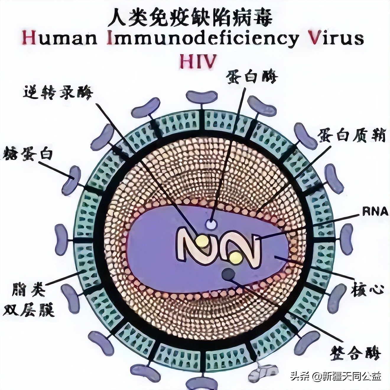 印度艾滋女投湖自尽，尸体被鱼啃食，如果我们吃鱼或水会被传染吗