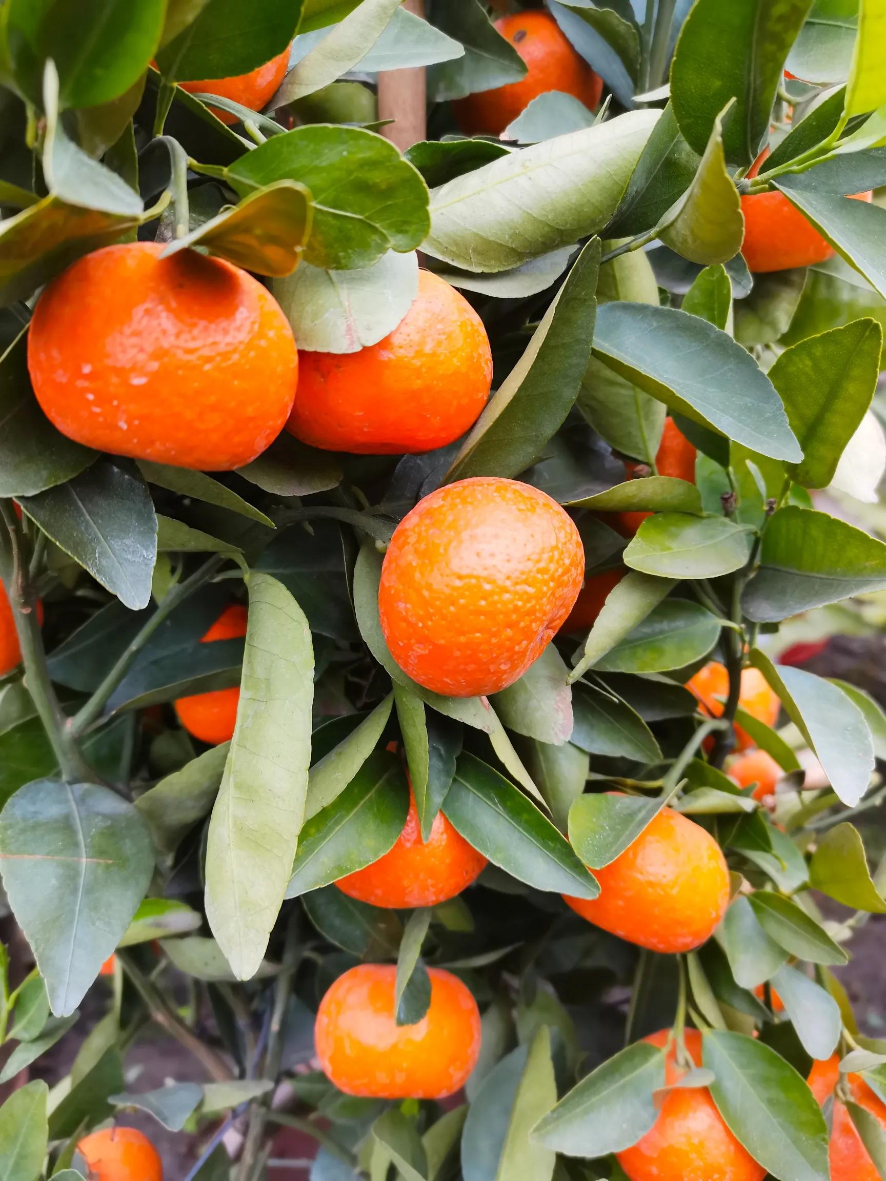 阴雨雾霾天逛月亮湾花市，郁闷不见了，心情舒朗愉悦