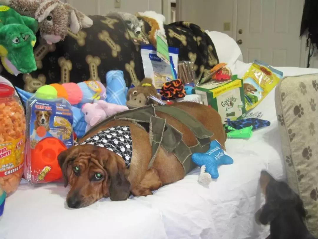 世界最大的狗要多少钱一只,世界上最大的狗狗排行榜第一名