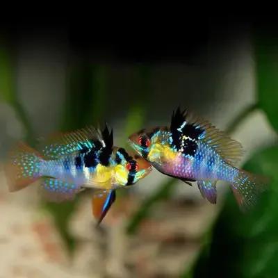 各种漂亮鱼的名称及图片,漂亮可爱的海水观赏鱼