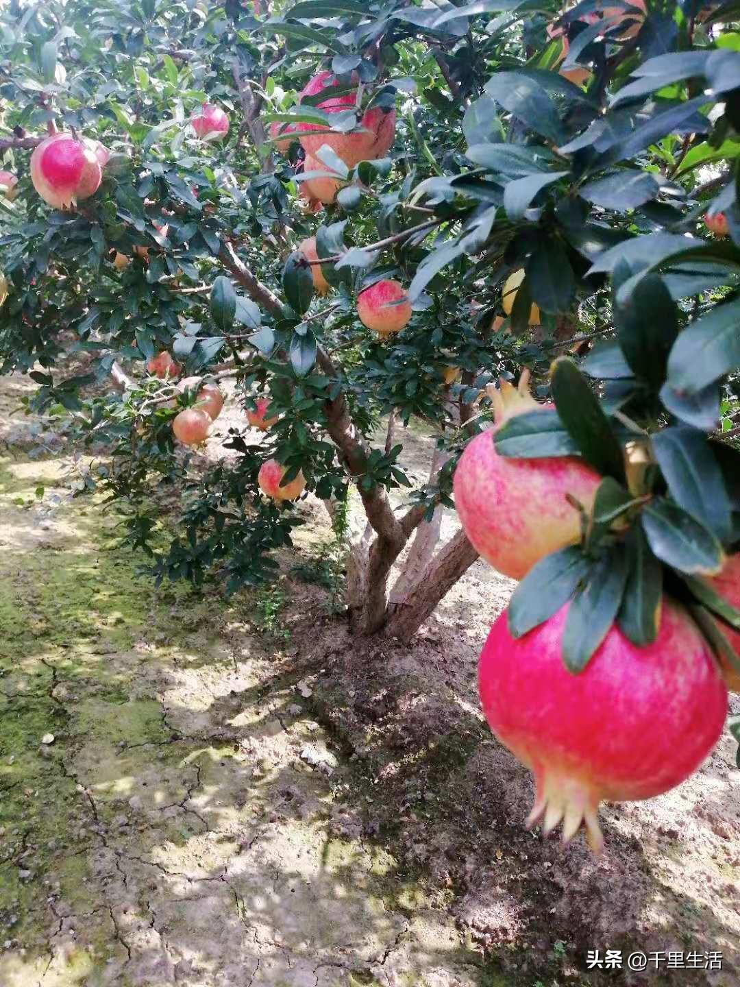 突尼斯软籽石榴和河阴石榴的区别,正宗原产地突尼斯第一名软籽石榴