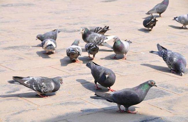 住在高层如何养鸽,对付小区养鸽子最好的办法
