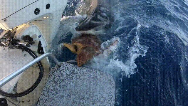 龟蛇大战巨龟视频,罕见别致的龟蛇大战