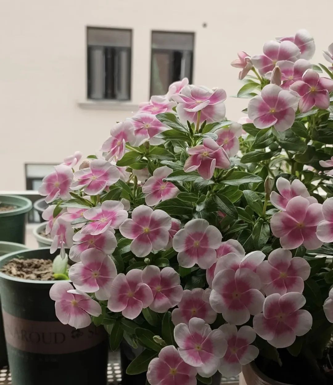 3种开花机器,四季开花机器哪种最好养