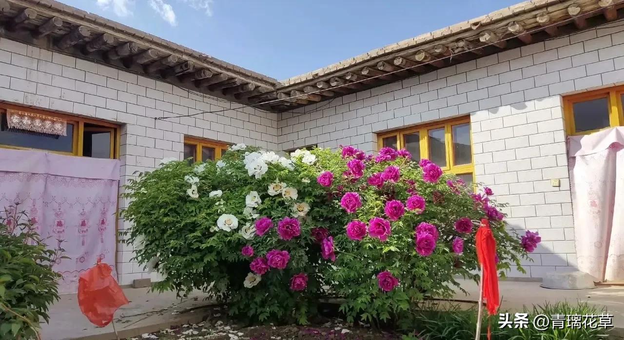 在家养棵发财树寓意着日进斗金,家里养哪些树越老越值钱