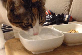 冬天养猫，宠主要注意“5做3不做”，对猫很重要