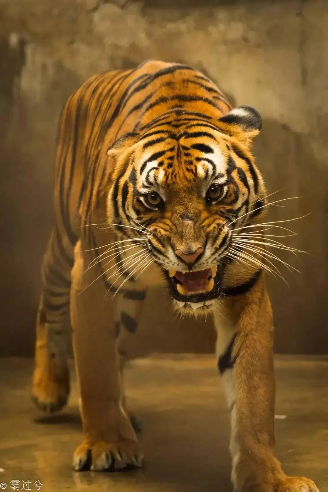 戏说老虎图文杂汇