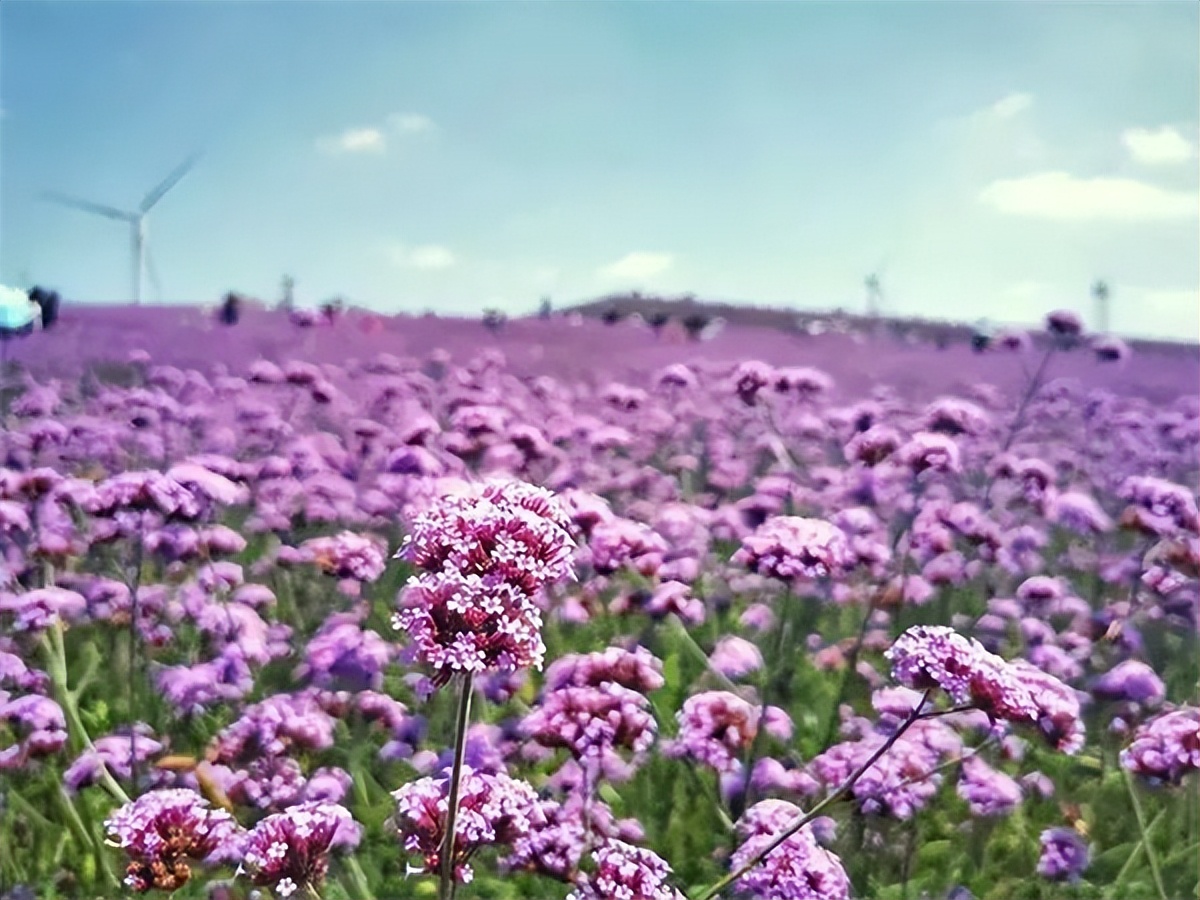 贵阳遵义直达香港,遵义高铁直达香港