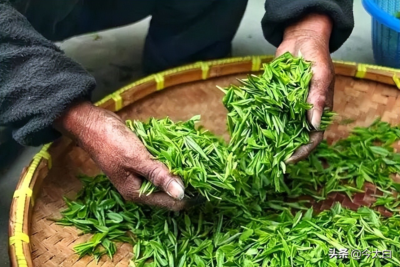 黄山毛峰第一家,黄山毛峰是文化遗产吗