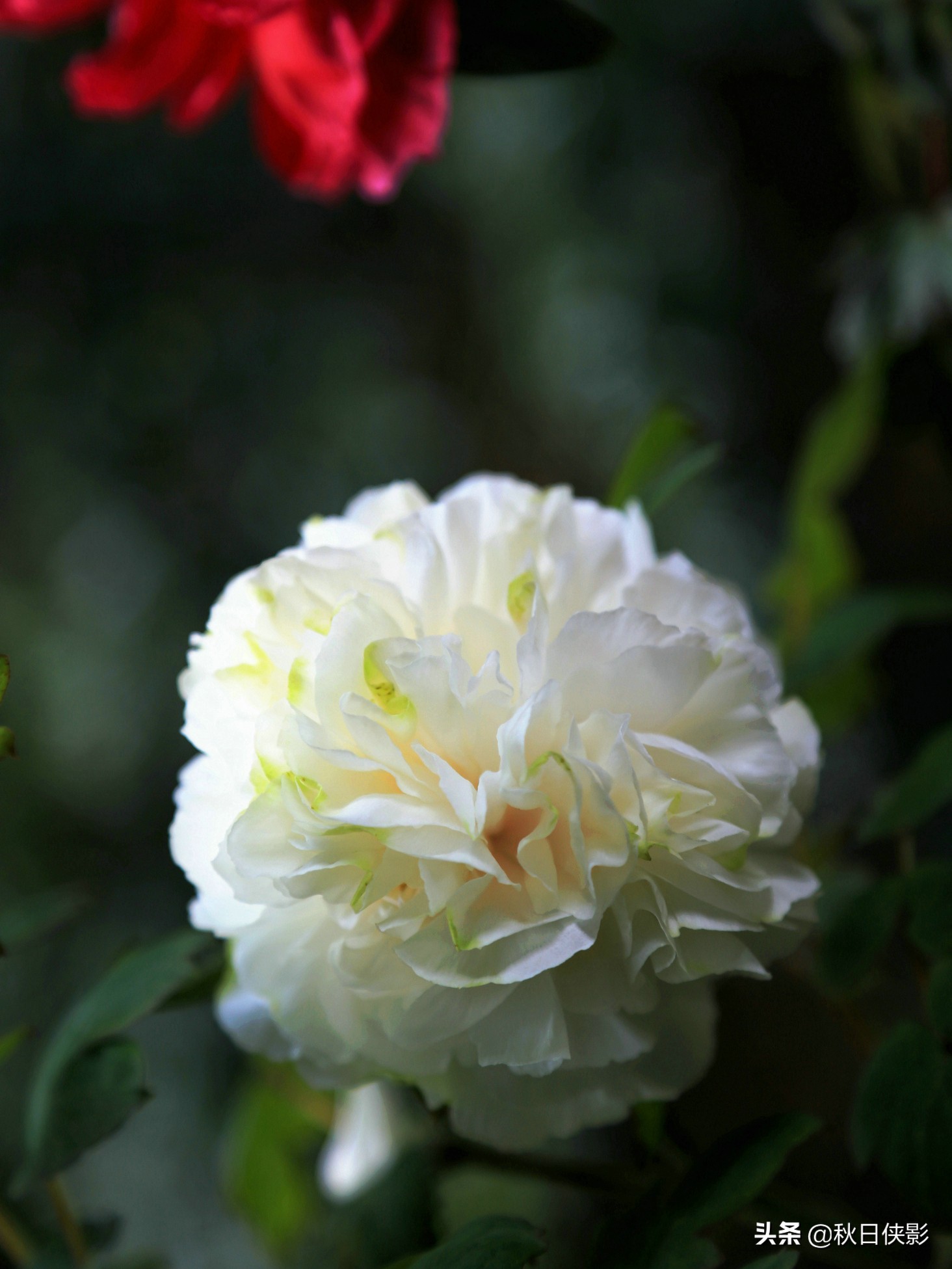 西湖的春天是旅行最美好的季节,走进西湖春天美景