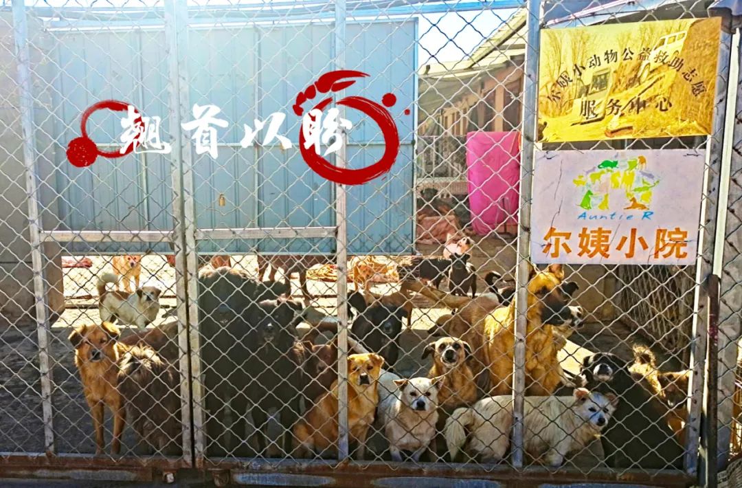 天津母女两代人救狗，500多毛孩子陷入断粮，剁白菜蒸玉米面充饥