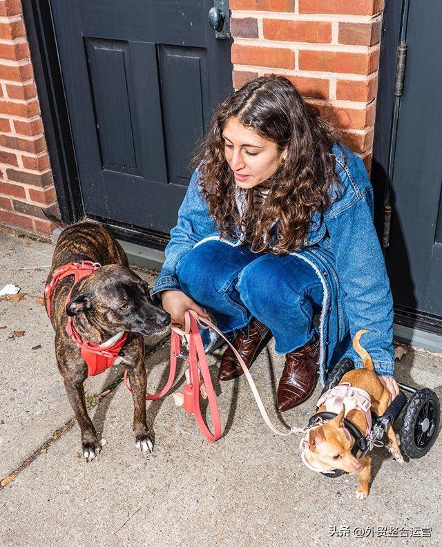 牵狗绳大型犬一元,牵狗绳200元以上